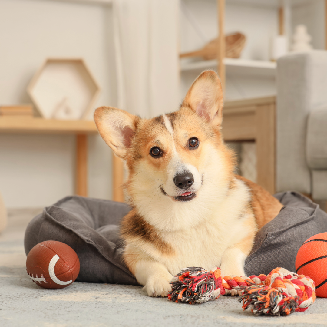 Cleaning for Pet Owners